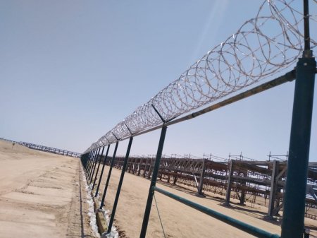 شبوك جده خيارًا مثاليًا لتغطية المساحات