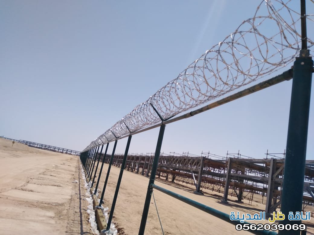 شبوك جده خيارًا مثاليًا لتغطية المساحات